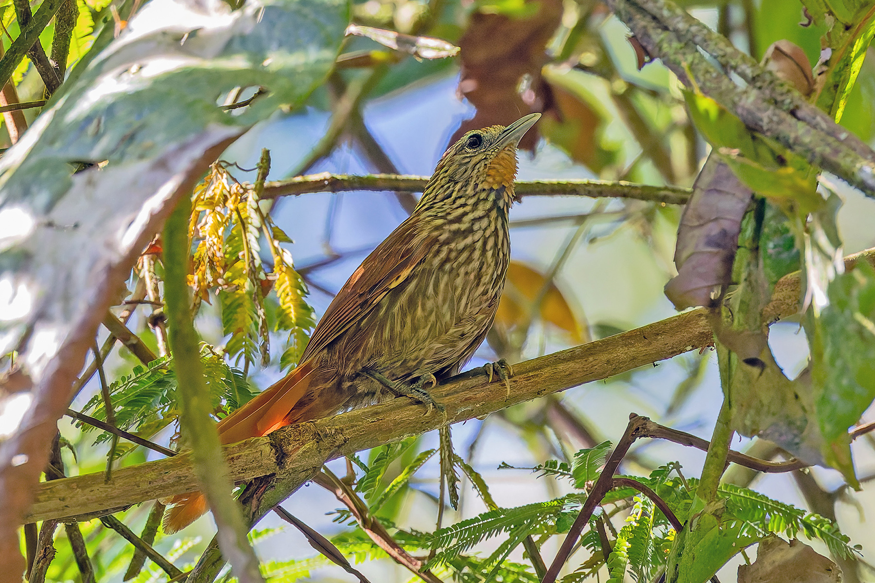 Striated Softtail (image by Pete Morris)