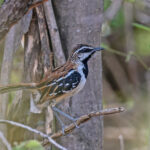 Stripe-backed Antbird (image by Pete Morris)