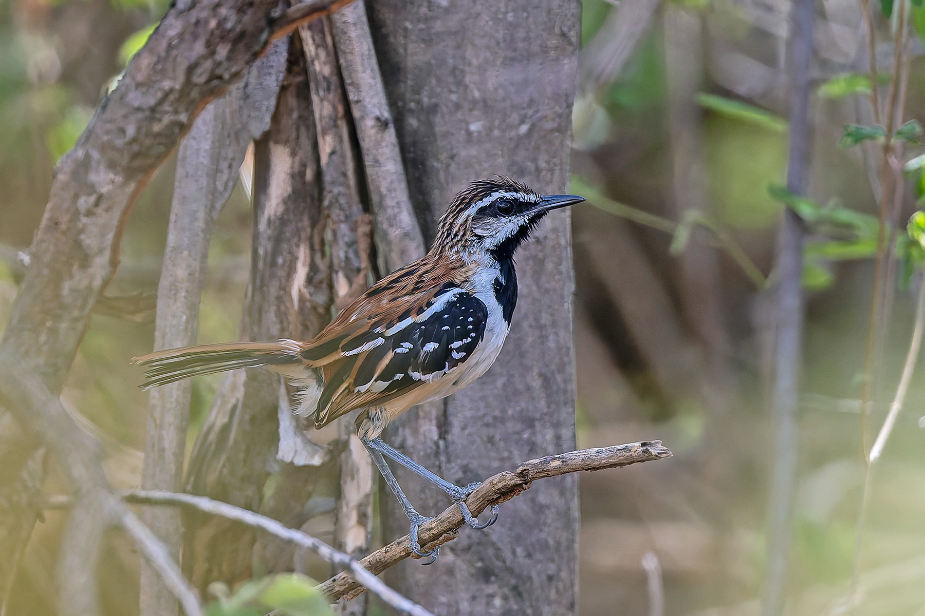 Stripe-backed Antbird (image by Pete Morris)