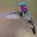 Stripe-breasted Starthroat (image by Pete Morris)