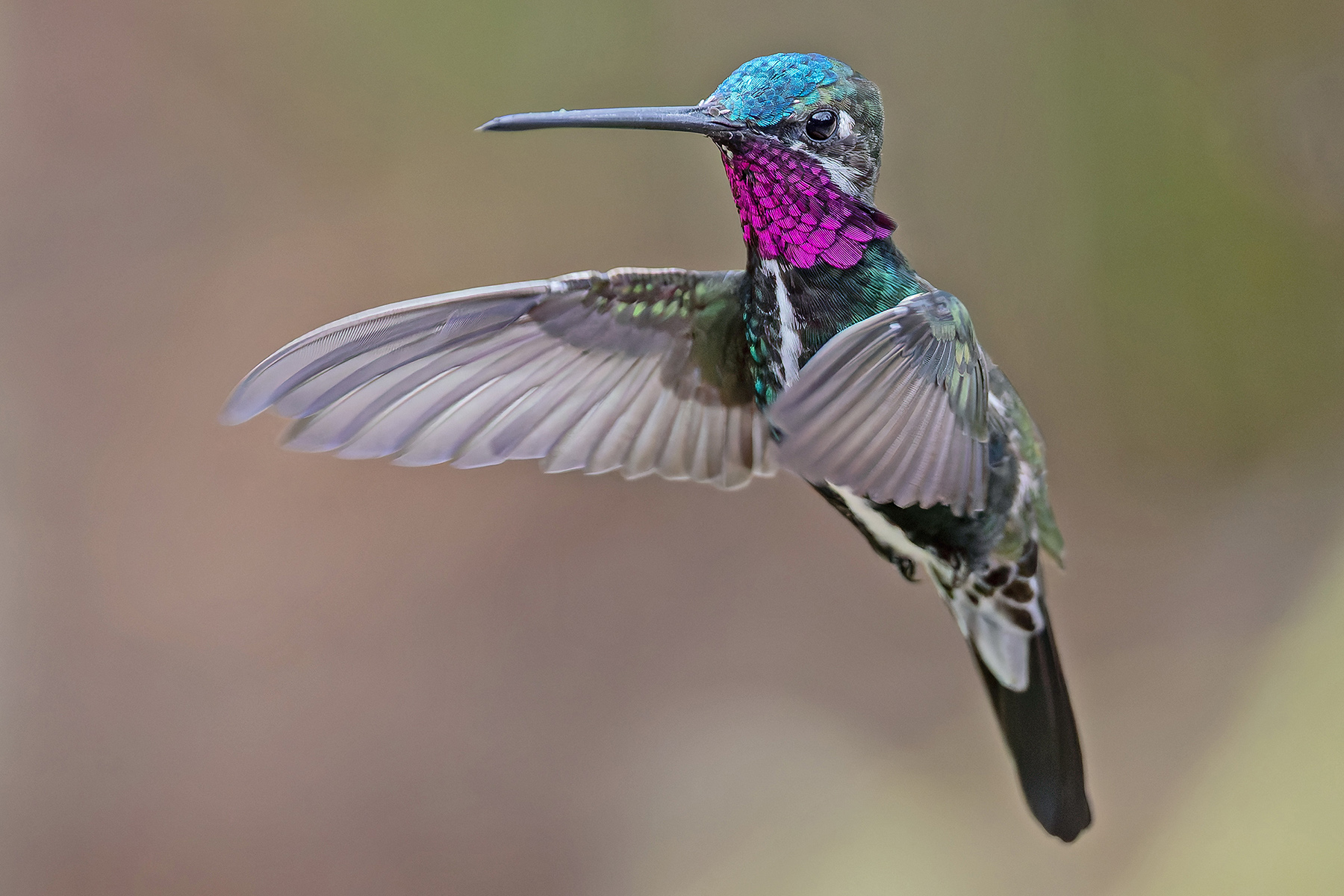 Stripe-breasted Starthroat (image by Pete Morris)