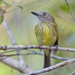 Stripe-necked Tody-Tyrant (image by Pete Morris)