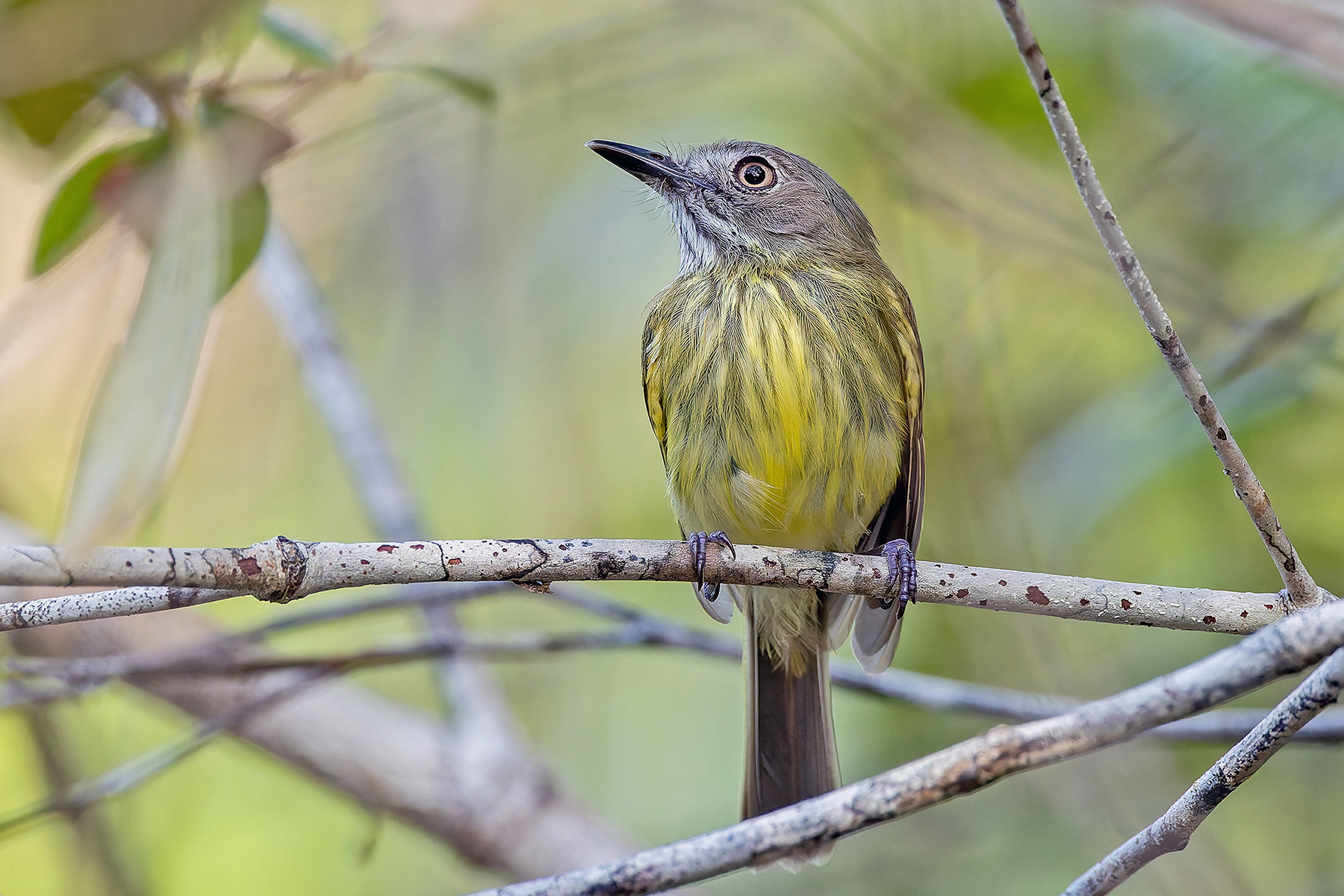 Stripe-necked Tody-Tyrant (image by Pete Morris)