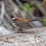 Supertramp Fantail (Leti) (image by Pete Morris)