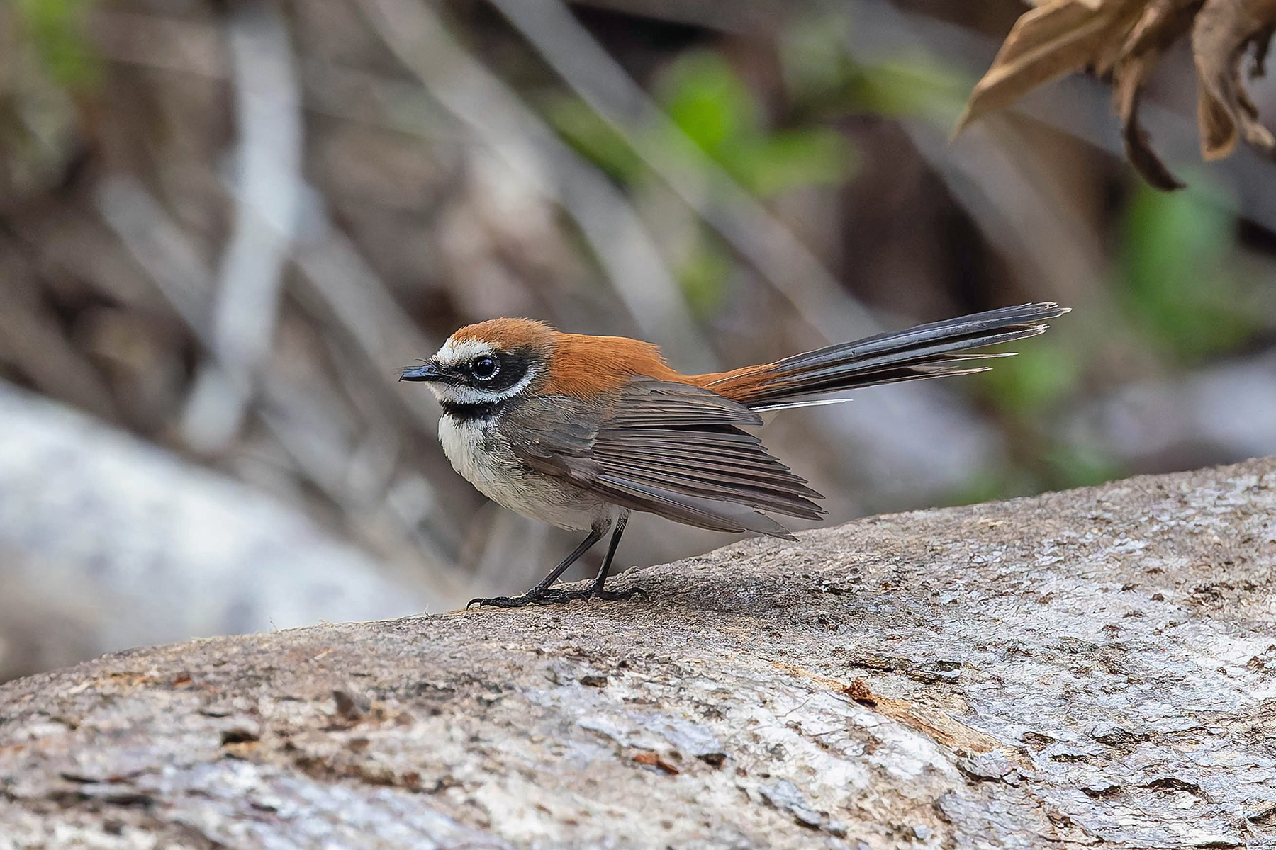Supertramp Fantail (Leti) (image by Pete Morris)