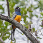 Surucua Trogon (orange-bellied) (image by Pete Morris)