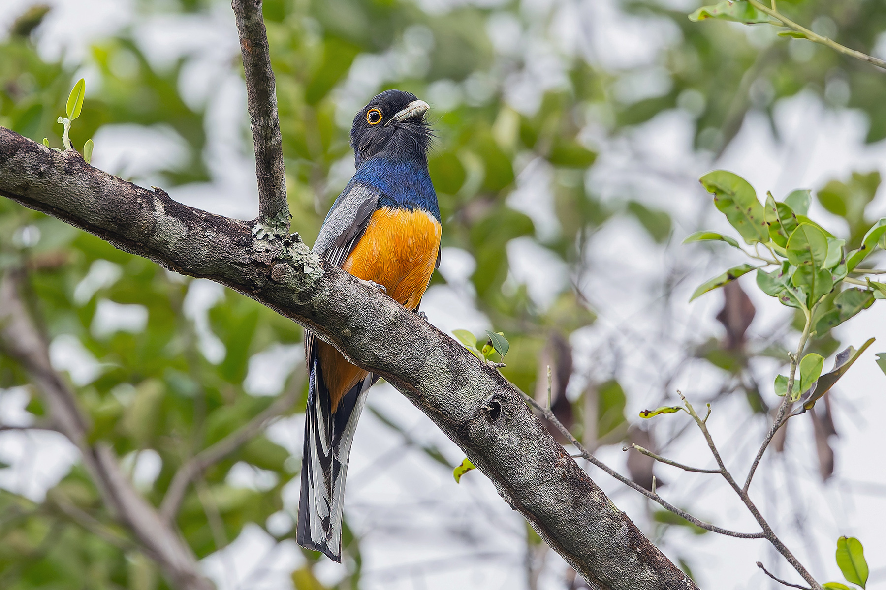 Surucua Trogon (orange-bellied) (image by Pete Morris)