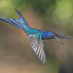 Swallow-tailed Hummingbird (image by Pete Morris)