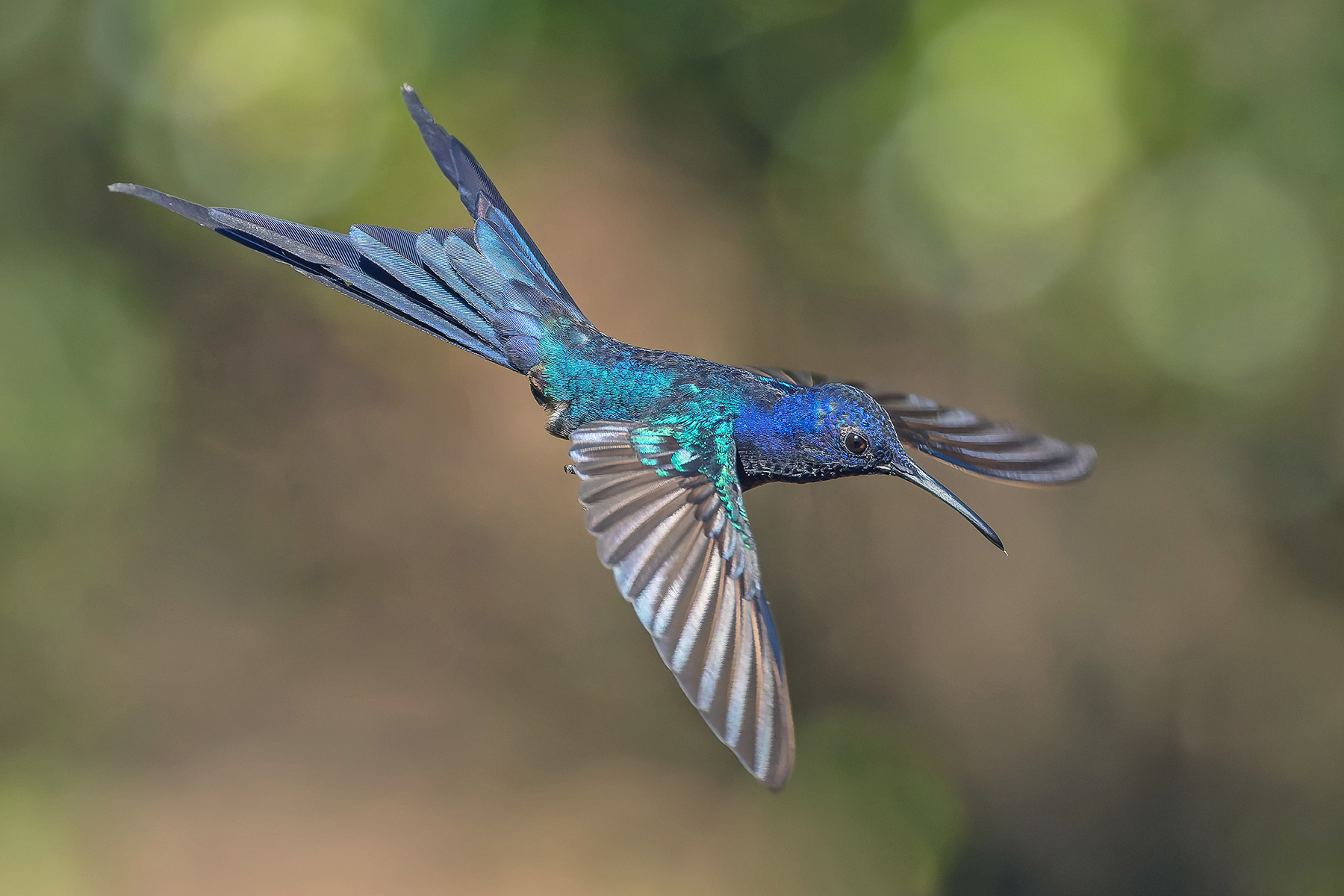 Swallow-tailed Hummingbird (image by Pete Morris)