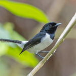 Tanahjampea Monarch (image by Pete Morris)