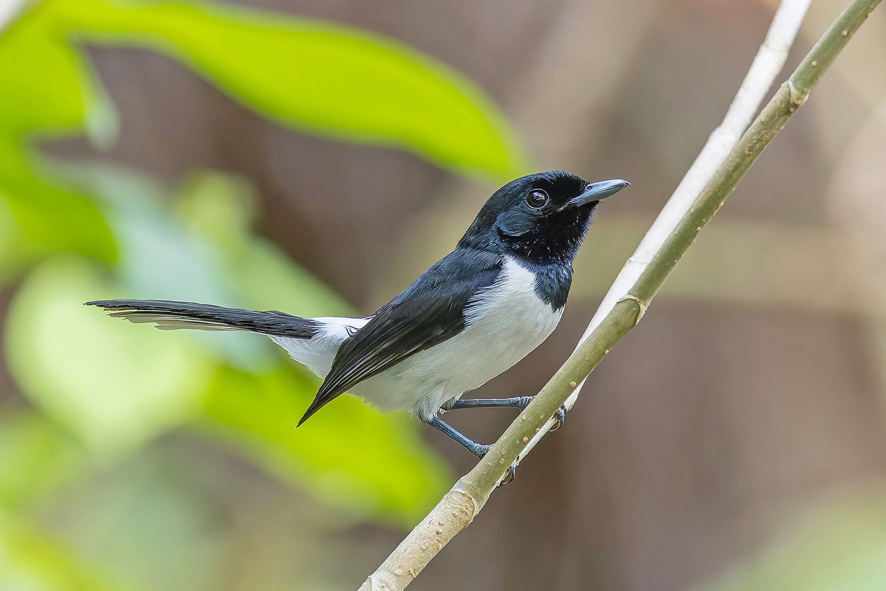 Tanahjampea Monarch (image by Pete Morris)