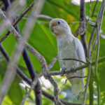 Tanimbar Corella (image by Pete Morris)