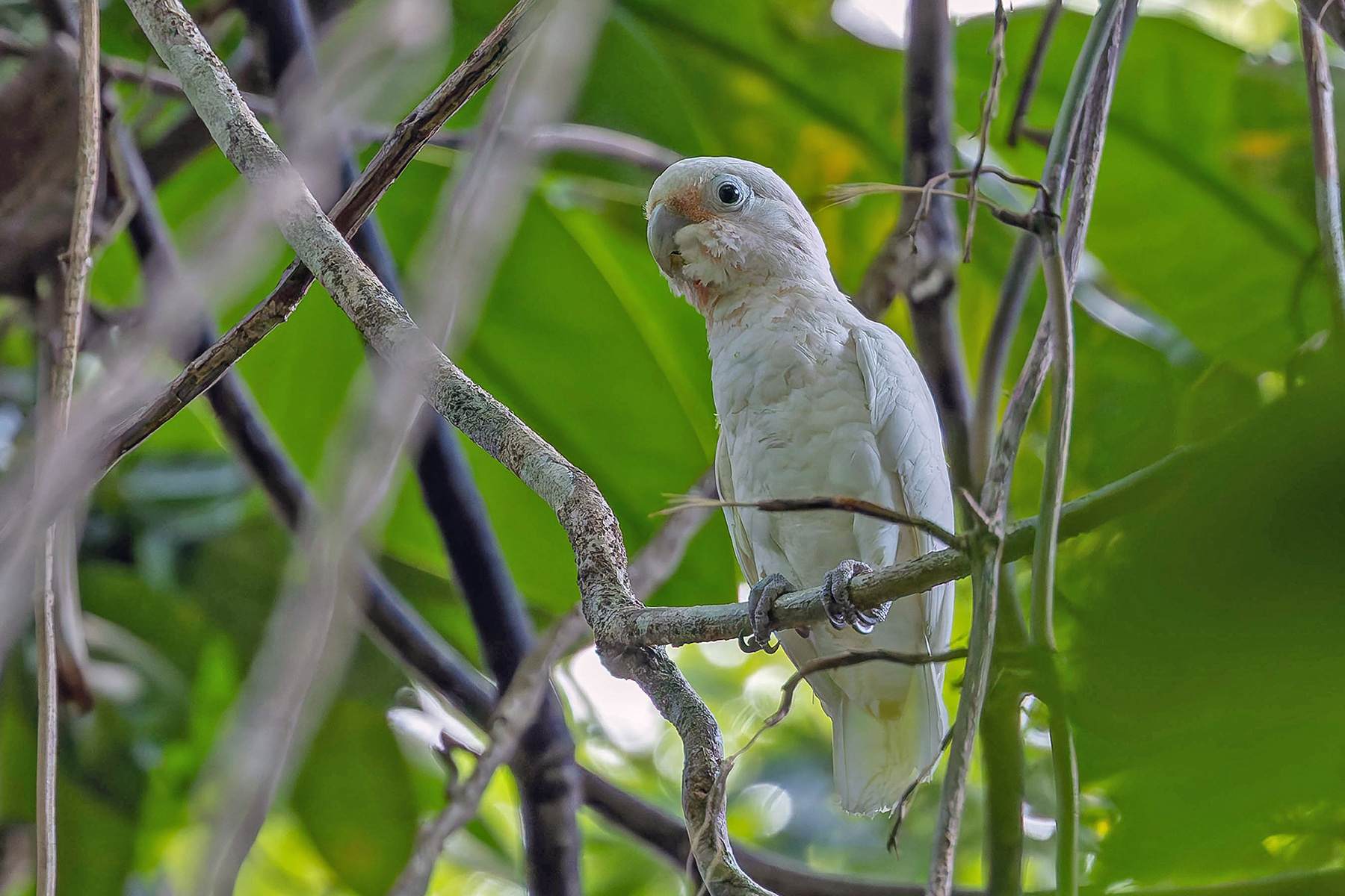 Tanimbar Corella (image by Pete Morris)