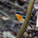 Tanimbar Flycatcher (image by Pete Morris)