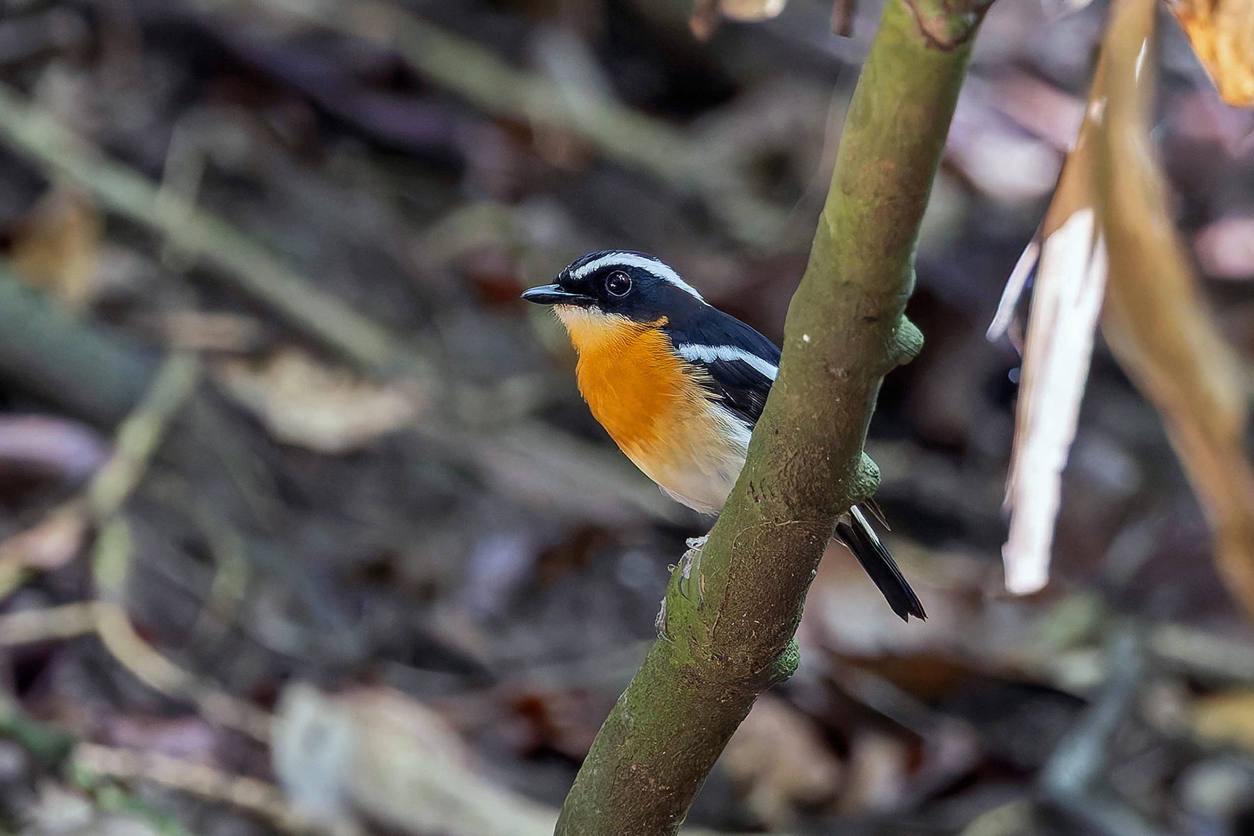 Tanimbar Flycatcher (image by Pete Morris)