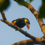 Tawny-tufted Toucanet (image by Oliver Slessor)