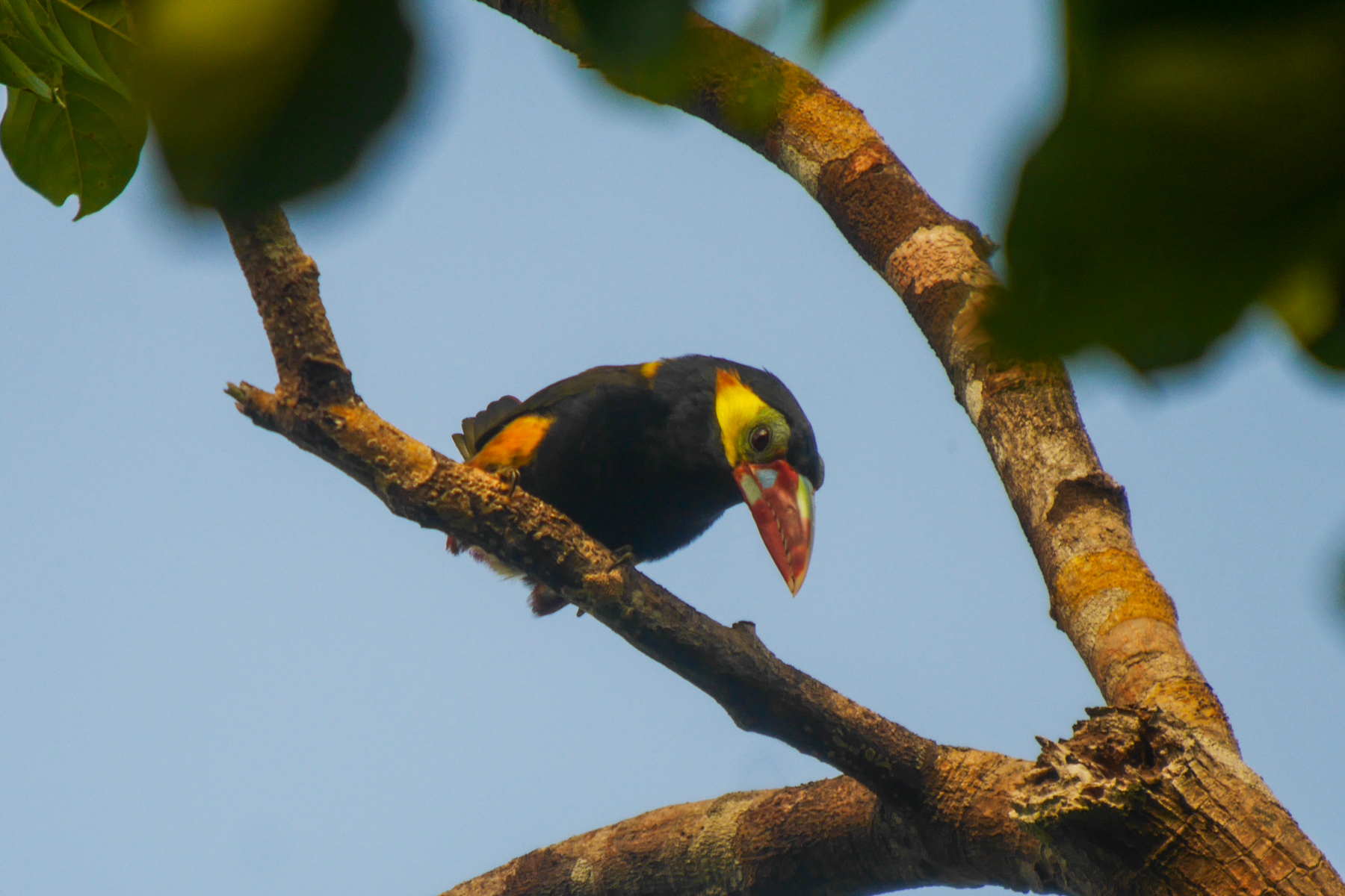 Tawny-tufted Toucanet (image by Oliver Slessor)