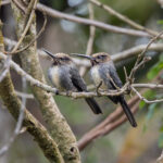 Three-toed Jacamar (image by Pete Morris)