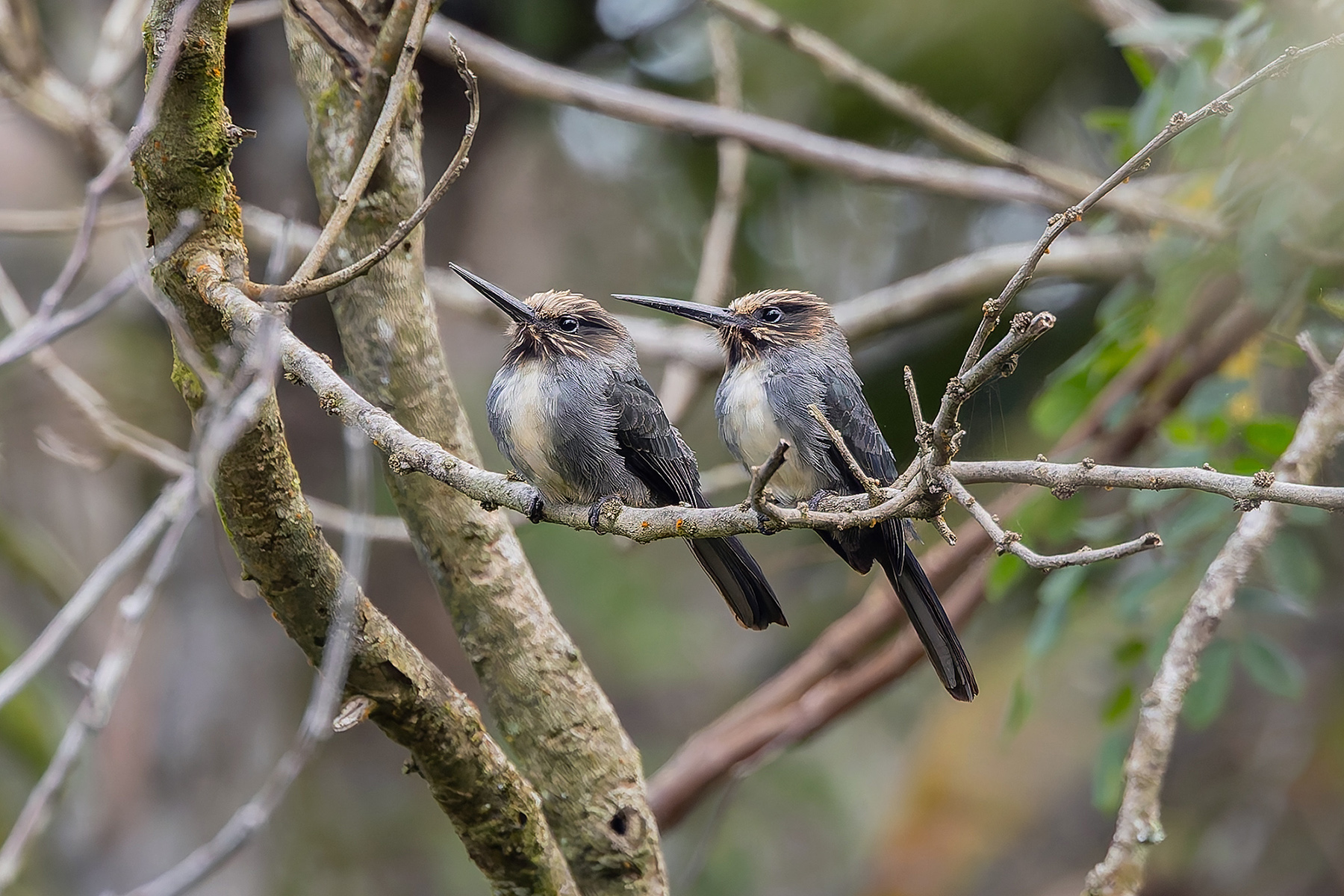 Three-toed Jacamar (image by Pete Morris)