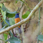 Timor Blue Flycatcher (image by Pete Morris)