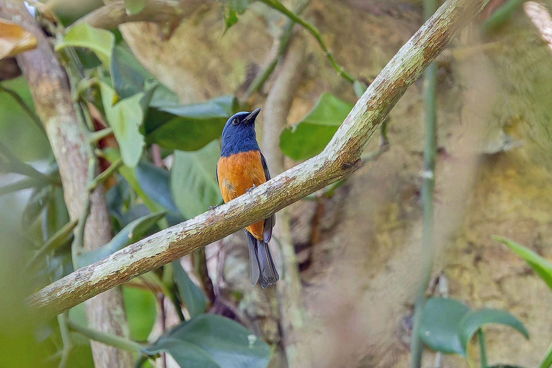 Timor Blue Flycatcher (image by Pete Morris)