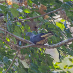 Timor Imperial Pigeon (image by Pete Morris)
