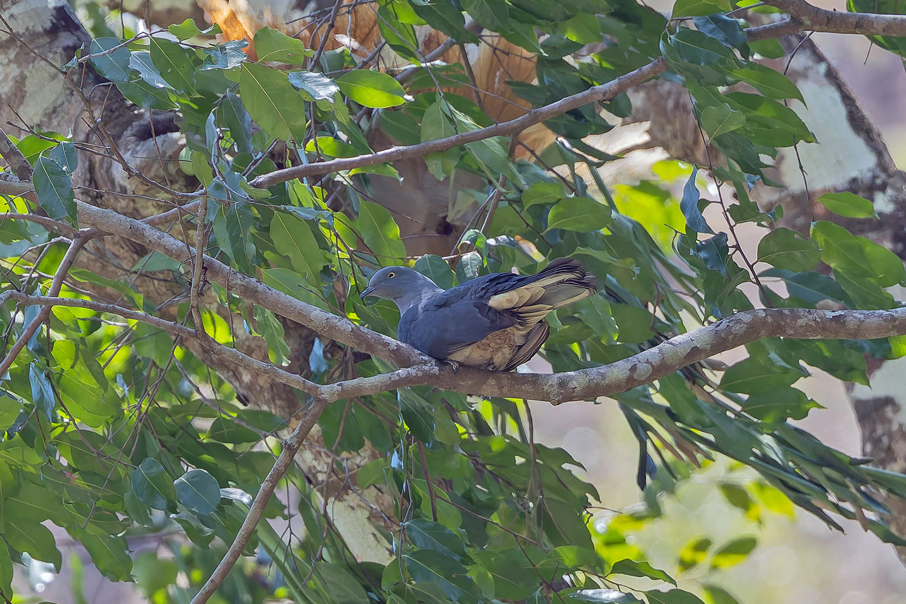 Timor Imperial Pigeon (image by Pete Morris)