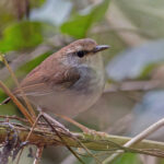 Timor Stubtail (image by Pete Morris)