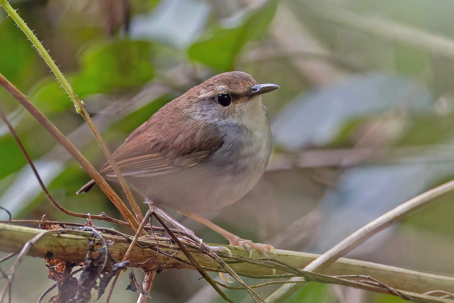 Timor Stubtail (image by Pete Morris)