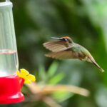 Tolima Blossomcrown (image by Keith Betton)