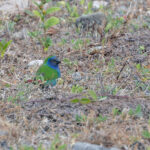 Tricolored Parrotfinch (image by Pete Morris)