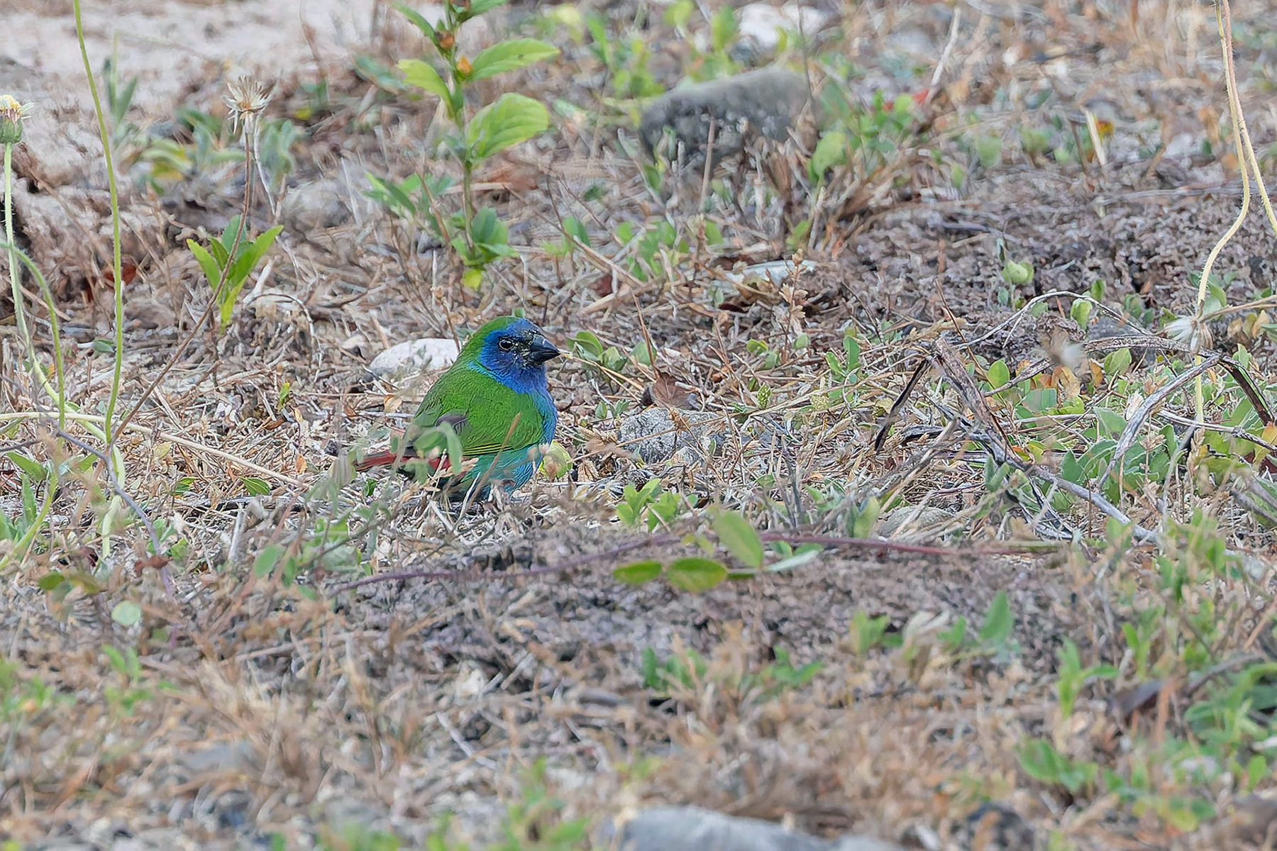 Tricolored Parrotfinch (image by Pete Morris)
