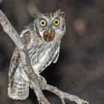 Tropical Screech Owl (image by Pete Morris)