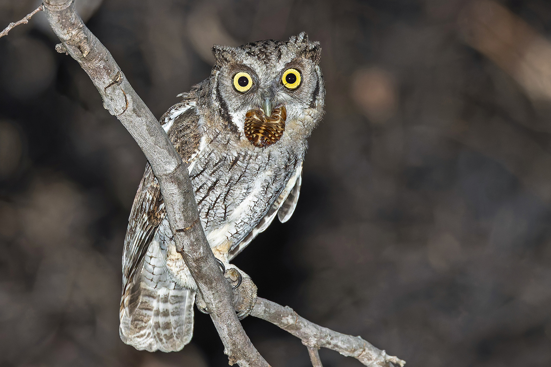 Tropical Screech Owl (image by Pete Morris)