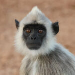 Tufted Gray Langur (image by Vincent van der Spek)