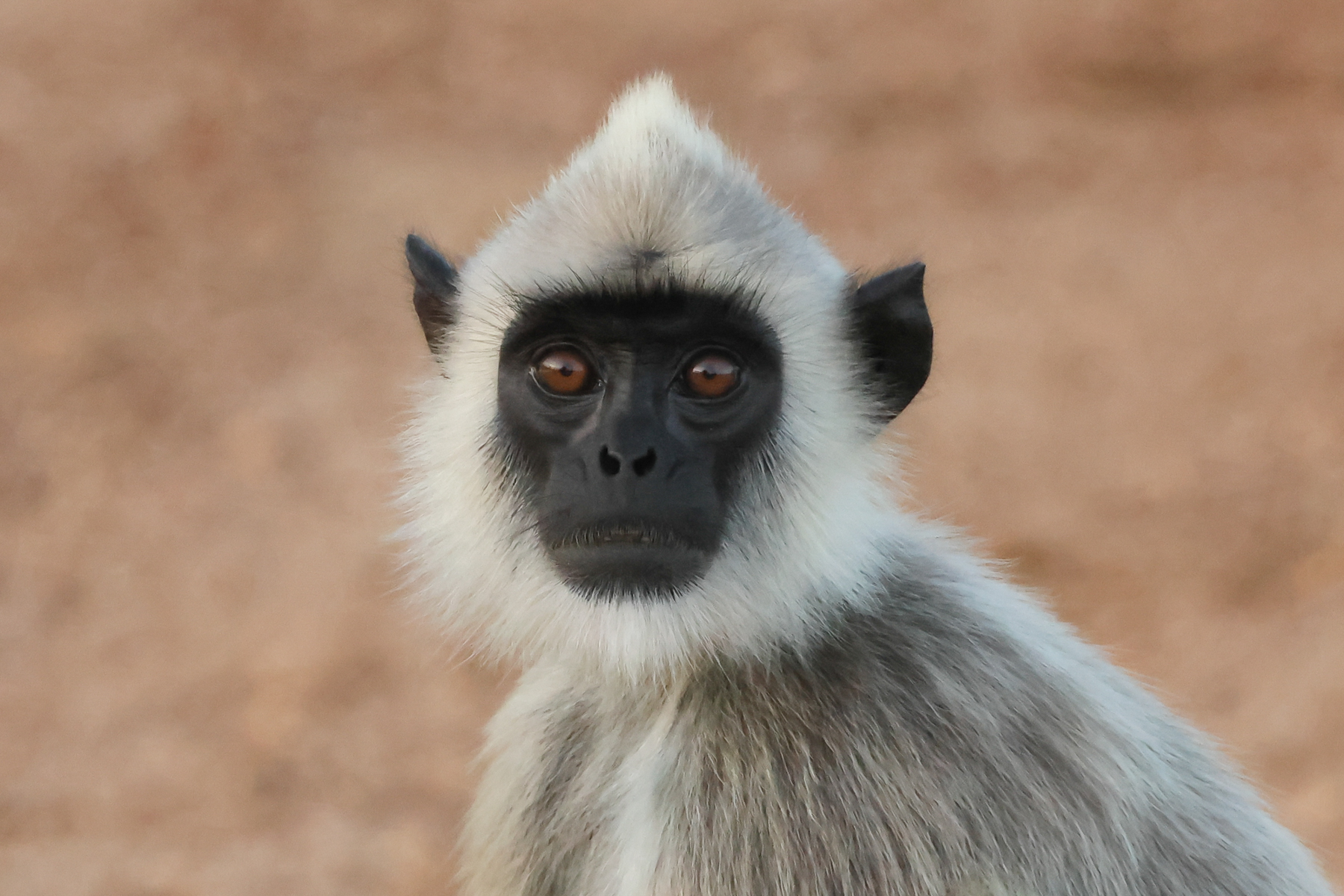Tufted Gray Langur (image by Vincent van der Spek)