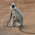 Tufted Gray Langur (image by Vincent van der Spek)
