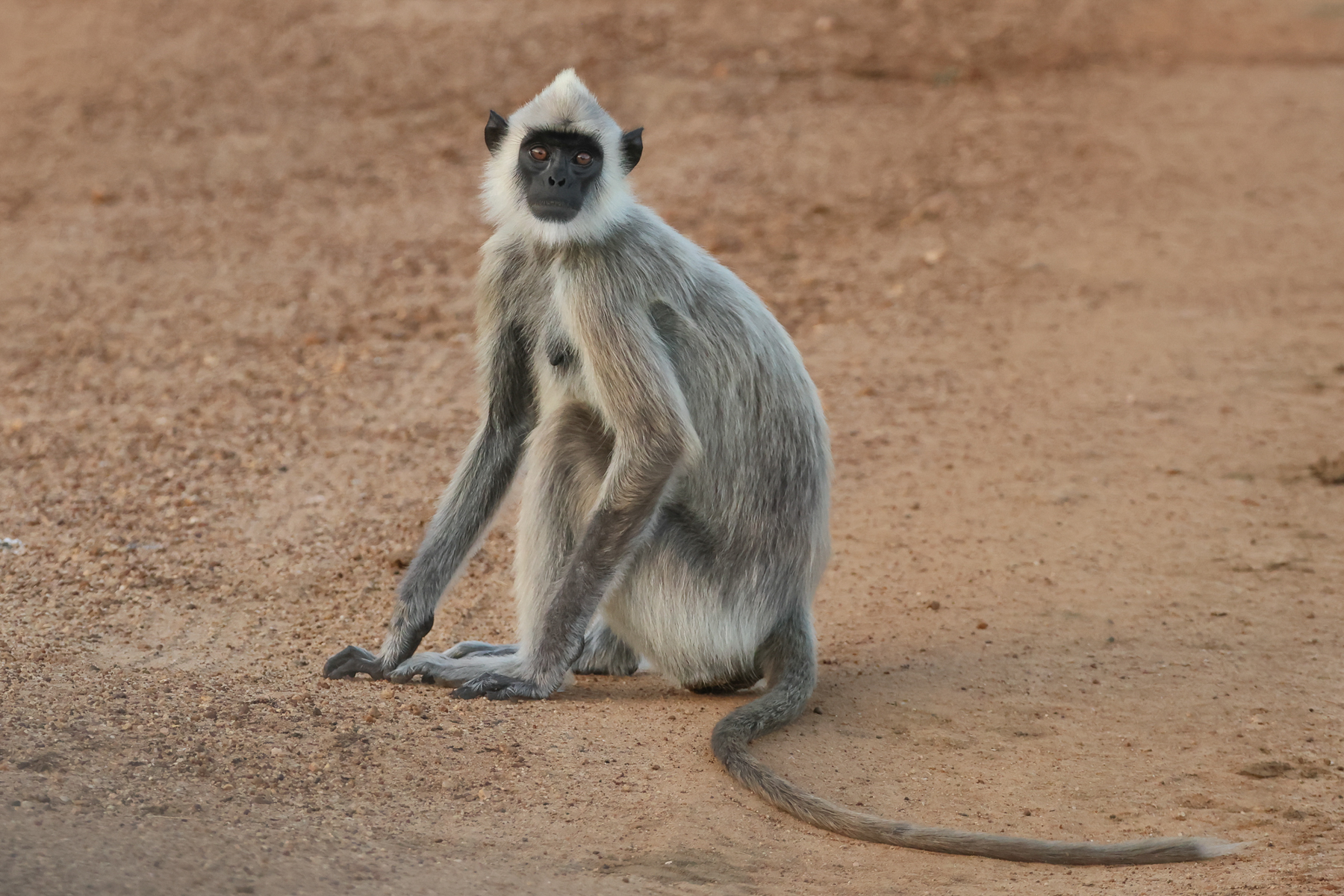 Tufted Gray Langur (image by Vincent van der Spek)