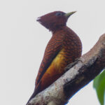 Variable Woodpecker (image by Keith Betton)