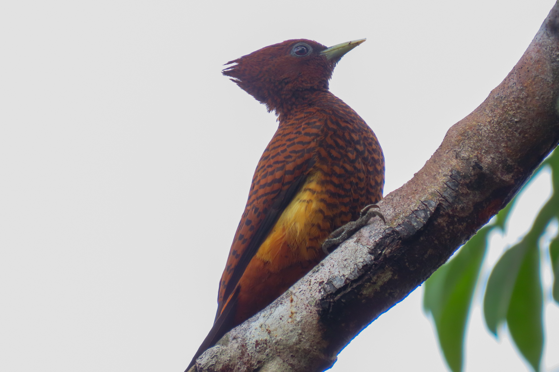 Variable Woodpecker (image by Keith Betton)