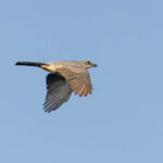 Wallacean Cuckooshrike (Alor) (image by Pete Morris)