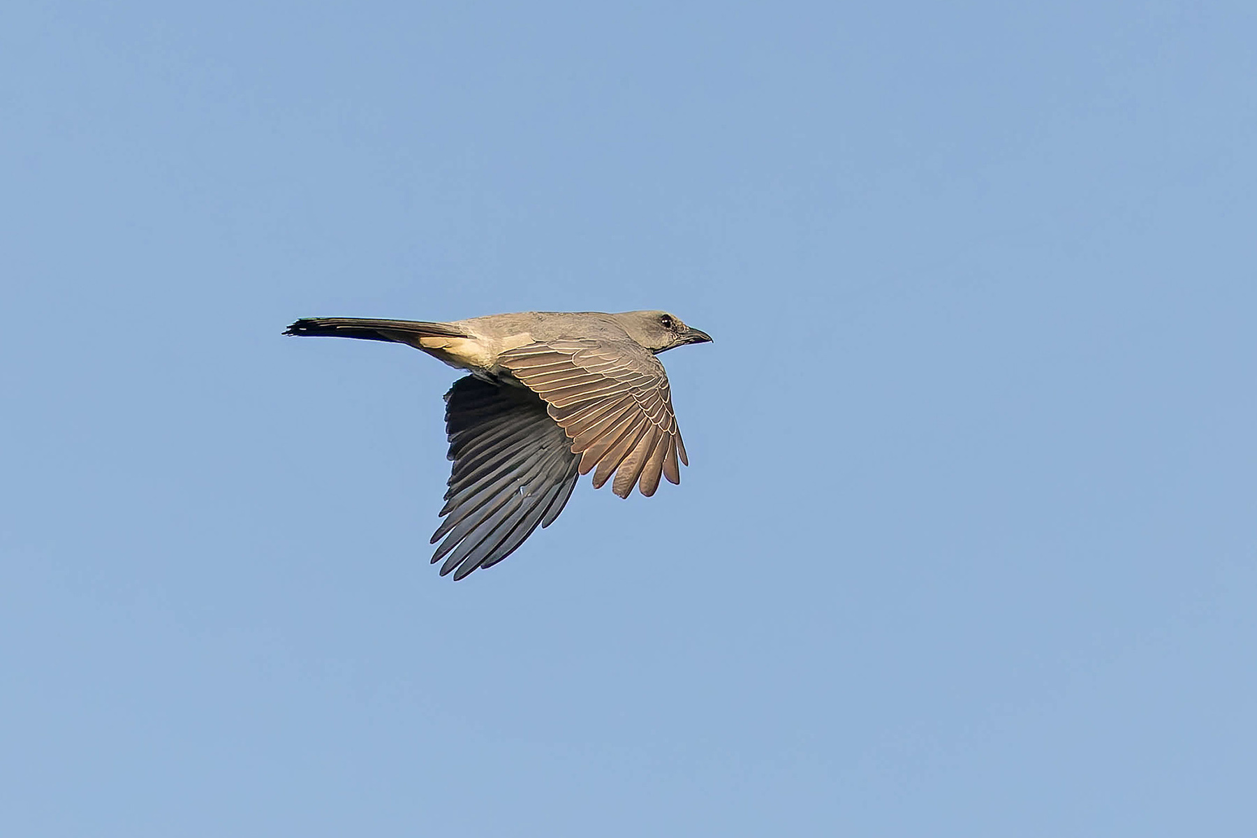 Wallacean Cuckooshrike (Alor) (image by Pete Morris)