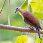 Wetar Ground Dove (image by Pete Morris)