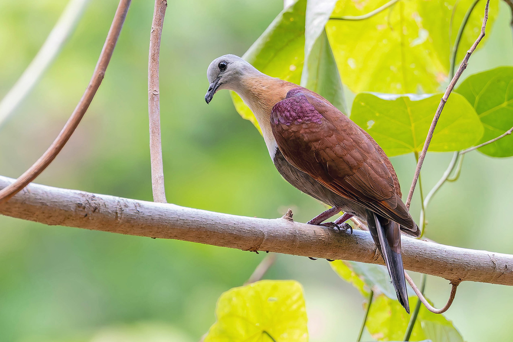 Wetar Ground Dove (image by Pete Morris)