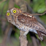 Wetar Scops Owl (image by Pete Morris)