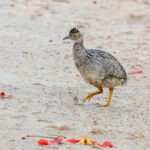 White-bellied Nothura (image by Pete Morris)