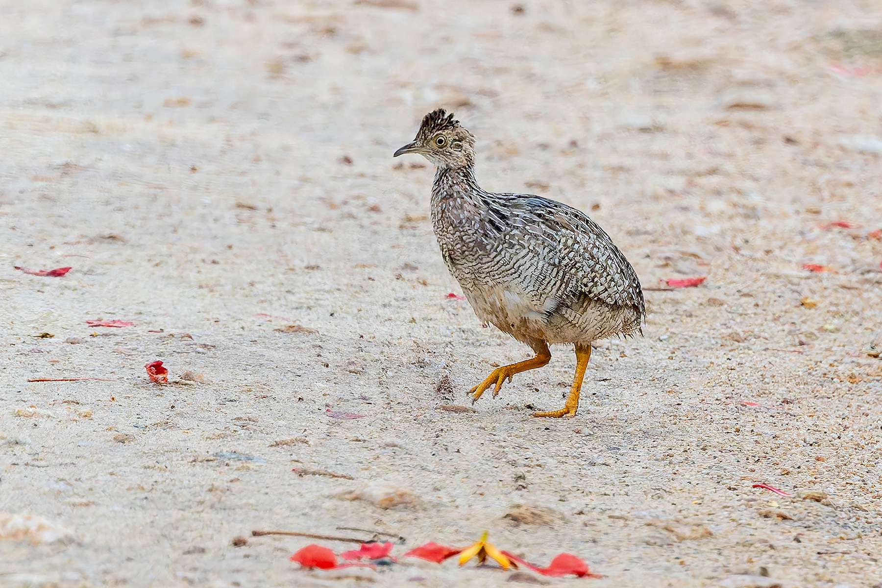 White-bellied Nothura (image by Pete Morris)