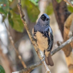 White-bellied Tanager (image by Pete Morris)