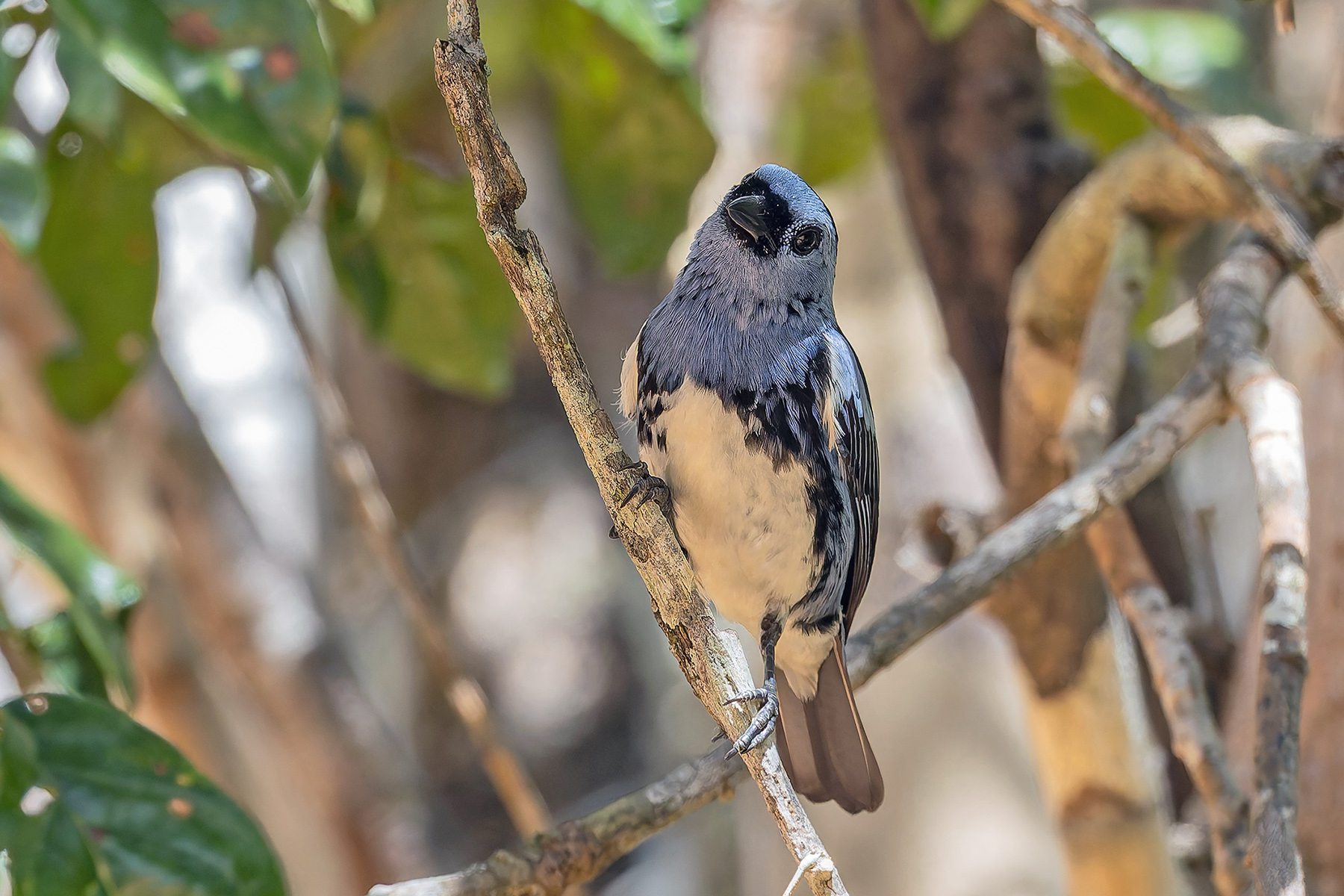 White-bellied Tanager (image by Pete Morris)