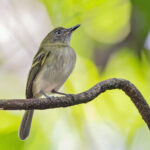 White-bellied Tody-Tyrant (image by Pete Morris)